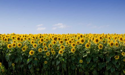 There is no such thing as a singular brand story